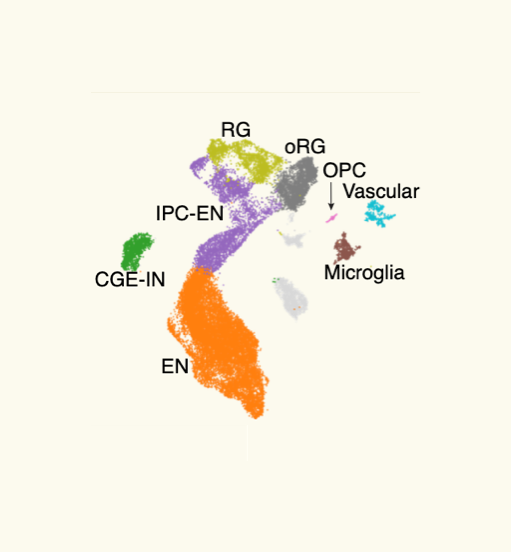 RNA data visualization